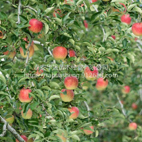 瑞雪苹果苗品种纯正，提供技术指导众城3号苹果苗南北方分类种植