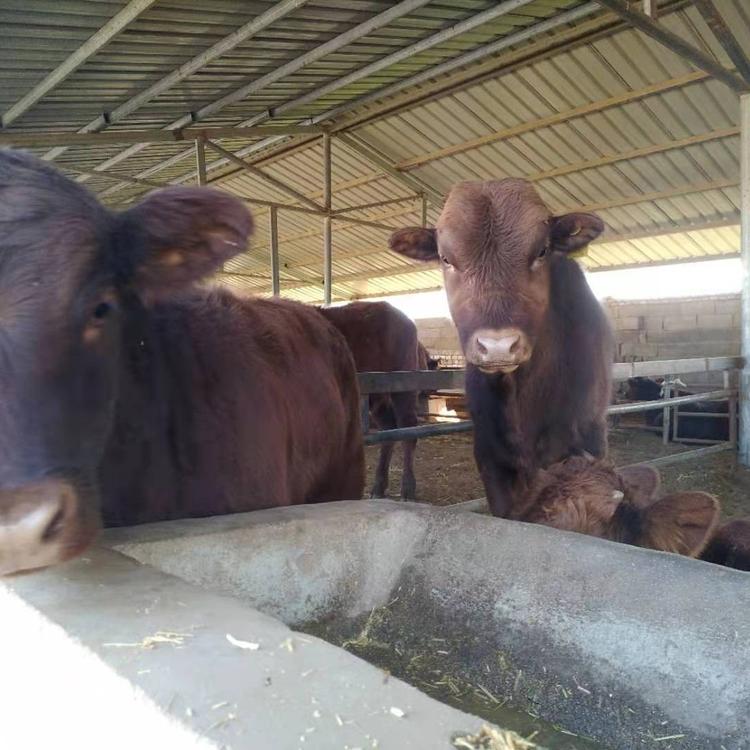 鲁西黄肉牛养殖场 厂家供应改良肉牛 唐山肉牛养殖场 鼎荣 价格实惠