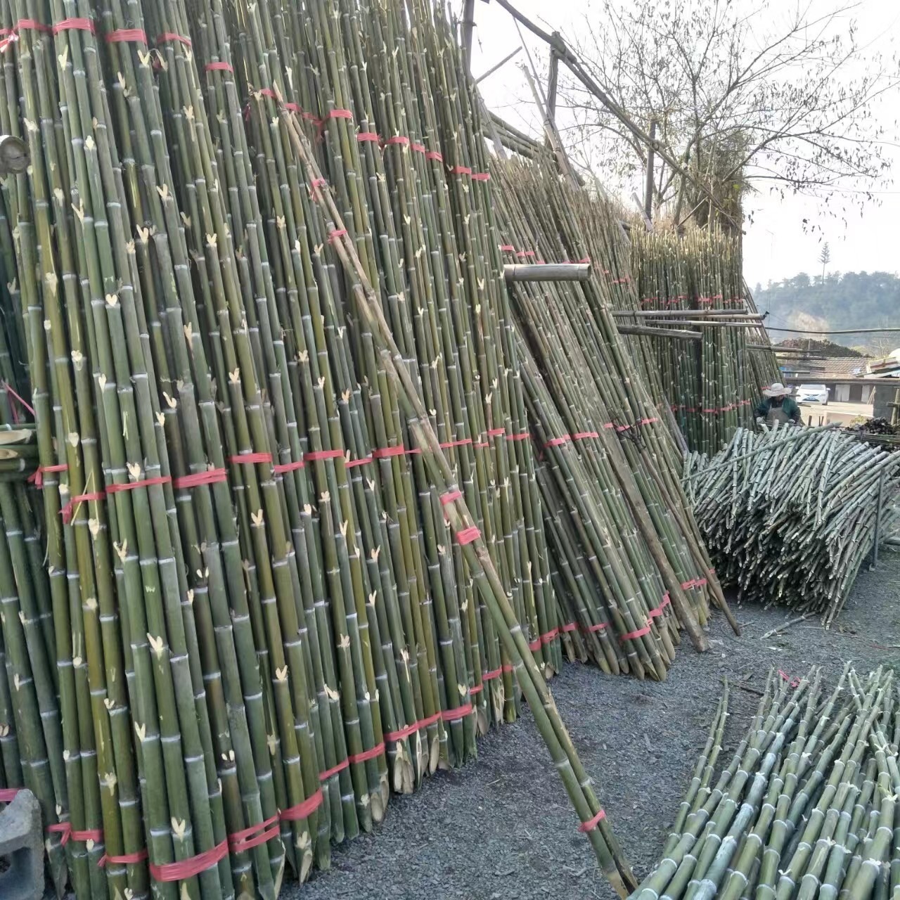 产地工厂批发1米2米3米4米5米菜架毛竹稍绿色竹子各种规格现货直发