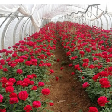 阳光玫瑰葡萄苗    包种植技术 原产地直供