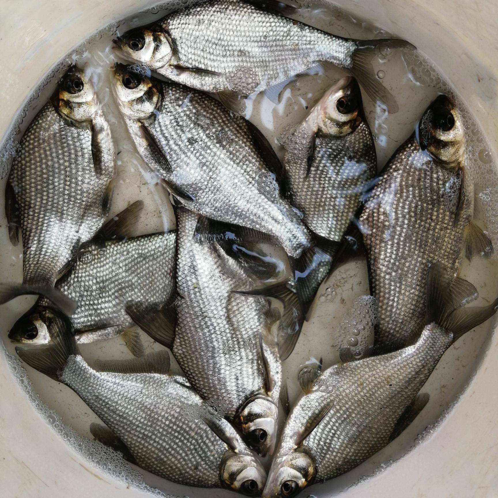 鱼苗基地 出售武昌鱼苗 三角鲂鱼 淡水武昌鱼苗养殖面向全国发货