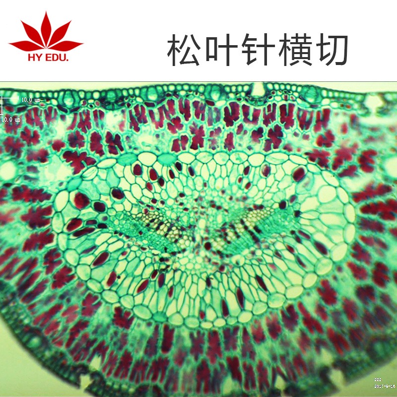 植物类 松叶针横切  显微镜玻片 生物切片  高教教学