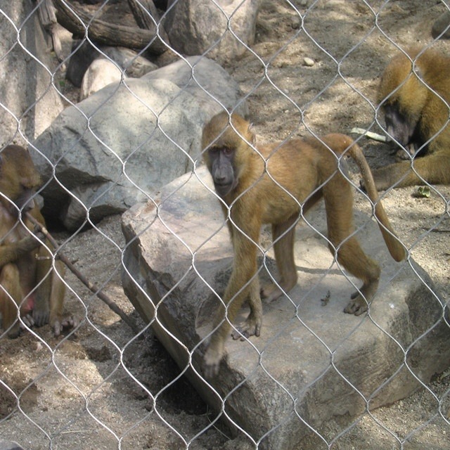 动物园笼舍网运通网业不锈钢动物笼舍网编织卡扣钢丝绳网
