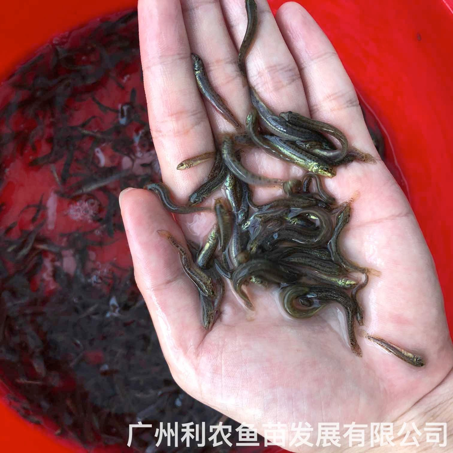 广西贺州台湾泥鳅苗出售广西玉林泥鳅鱼苗批发