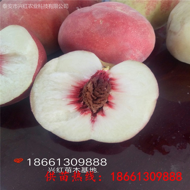 供应中熟桃树苗品种 秋彤桃树苗价格信息 泰安兴红农业