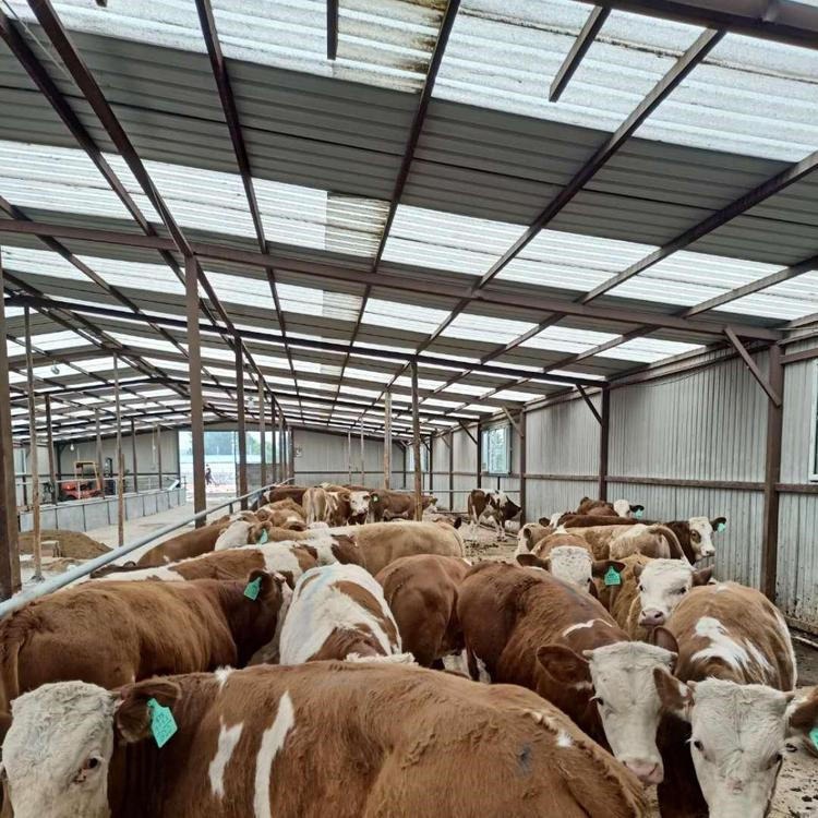 包回收 200头小牛犊 杂交牛犊出售 山东临沂养牛场基地