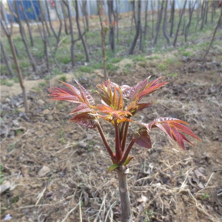 红香椿树苗种植管理 优质1米红香椿树苗 兴红农业种植示范基地