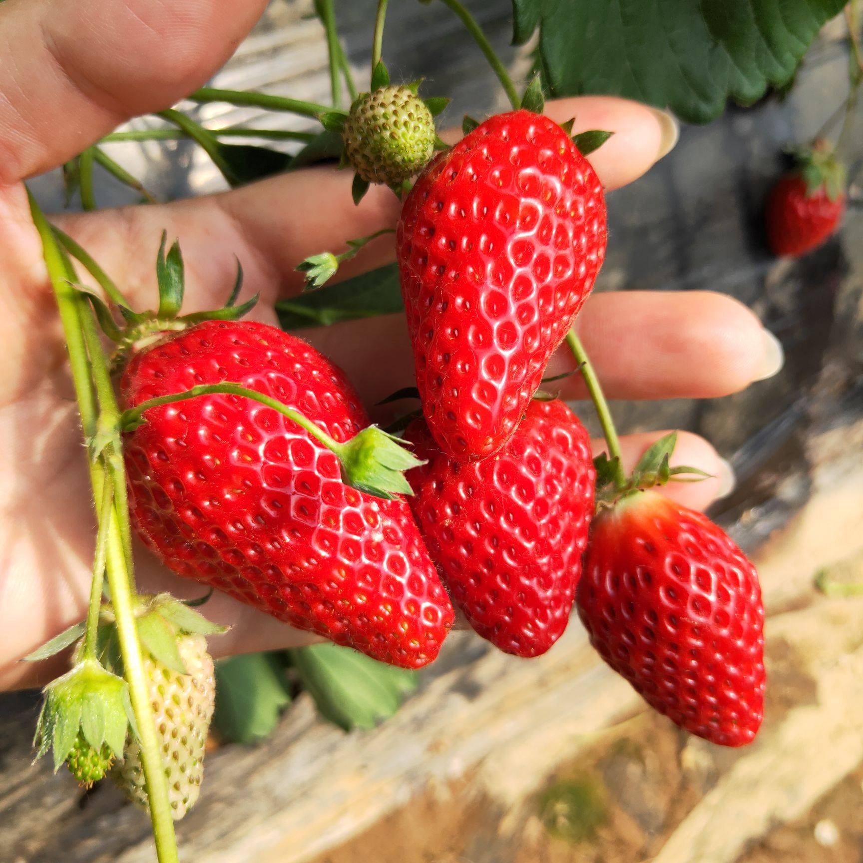 妙7草莓苗妙香草莓苗脱毒草莓苗大棚种植图片