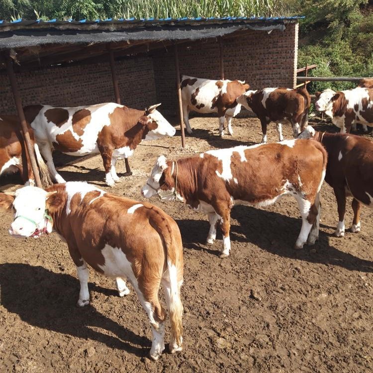300斤肉牛犊 育肥西门塔尔肉牛养殖 通凯基地 肉牛犊30头图片