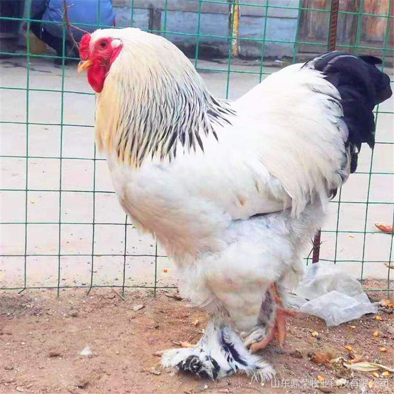 婆罗门鸡 品种优良 婆罗门鸡批发 包活到家