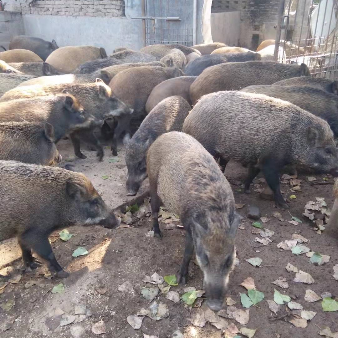 孫崗寨野豬養殖合作社特殊野豬批發銷售 小野豬苗 純種野豬價格 野豬仔苗活體包運輸
