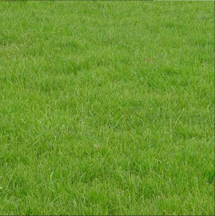 麦冬草坪 公共绿地矮生免修剪高羊茅草坪四季青草坪基地颜色深绿图片