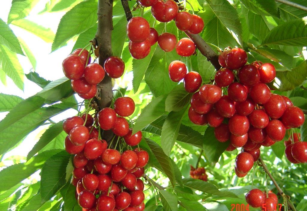塔玛拉樱桃吉塞拉6号带土球发货提高成活率20克的大樱桃