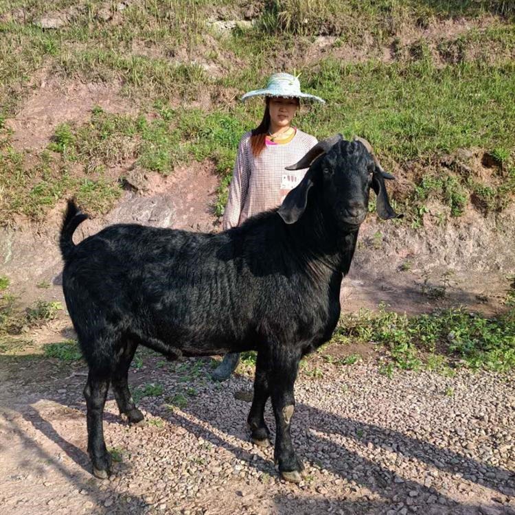 萨能黑山羊种羊 小耳朵黑山羊养殖基地 通凯 黑山羊种公羊图片