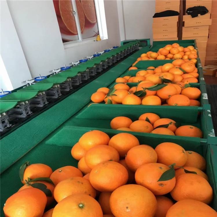 脐橙选果机 选果线 洗果选果机 橘子洗果打蜡分选机 水果分选机