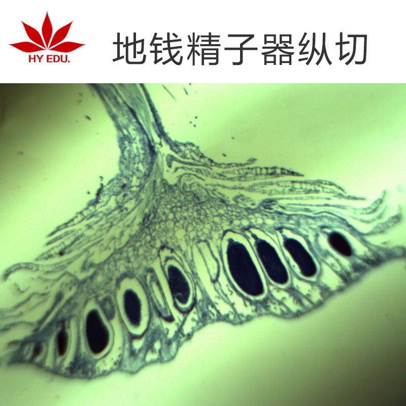 植物类标本  地钱精子器纵切  显微镜玻片 生物切片 高教教学图片