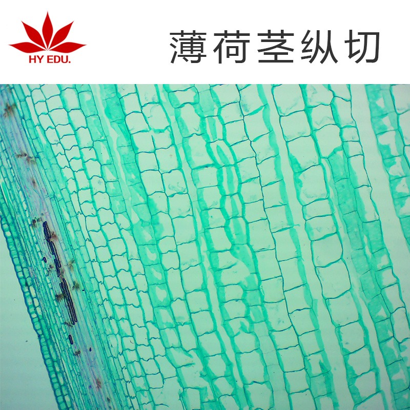 植物类  薄荷茎纵切  显微镜玻片 生物切片  高教教学