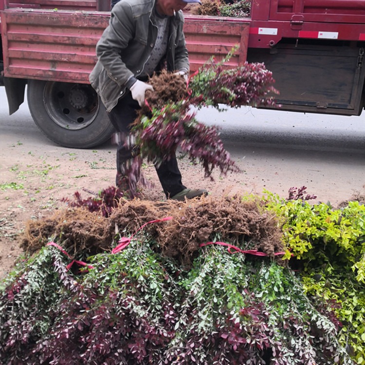 紫叶小檗批发供应 高度40公分以上 博大绿化苗木基地 价格优惠