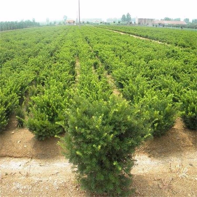 红豆杉树苗培育基地 红豆杉小苗盆栽 大量出售红豆杉价格 先淼