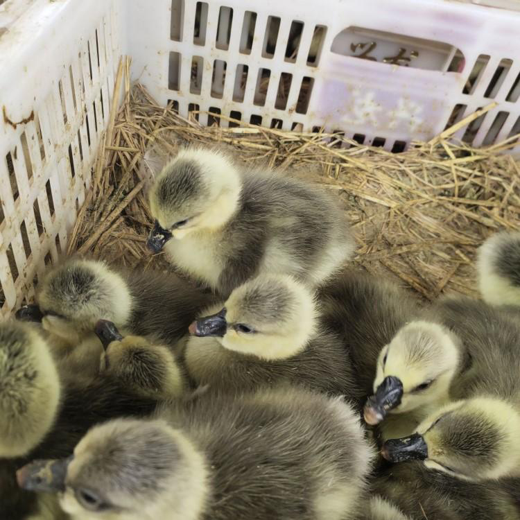 鹅苗孵化场 鹅苗出售 成活率高的鹅苗 鼎荣 适应性广