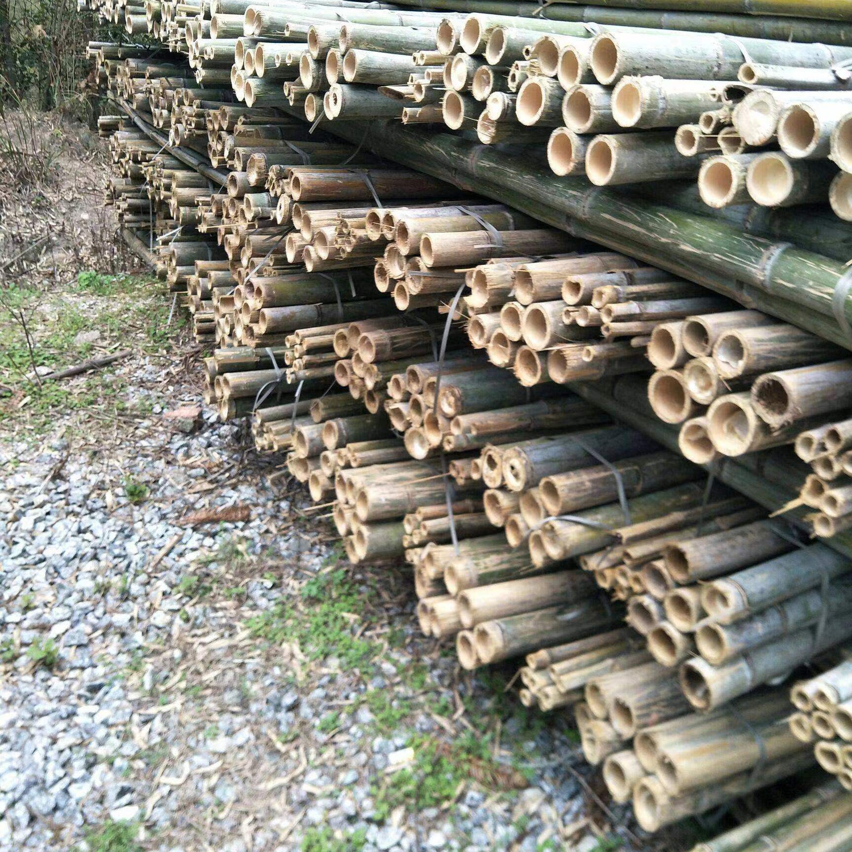 5公分3米长的毛竹 毛竹稍绿化园林工程用撑树竹杆子