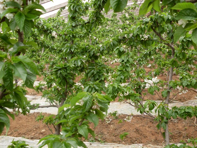 辉煌1-5黄果大樱桃吉塞拉6号基地保湿发货带土球发货提高成活率