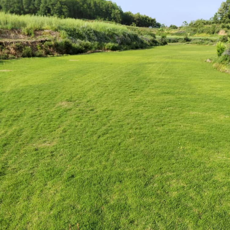 公共绿地矮生免修剪高羊茅草坪喜光耐荫再生性好颜色深绿 百慕大草坪
