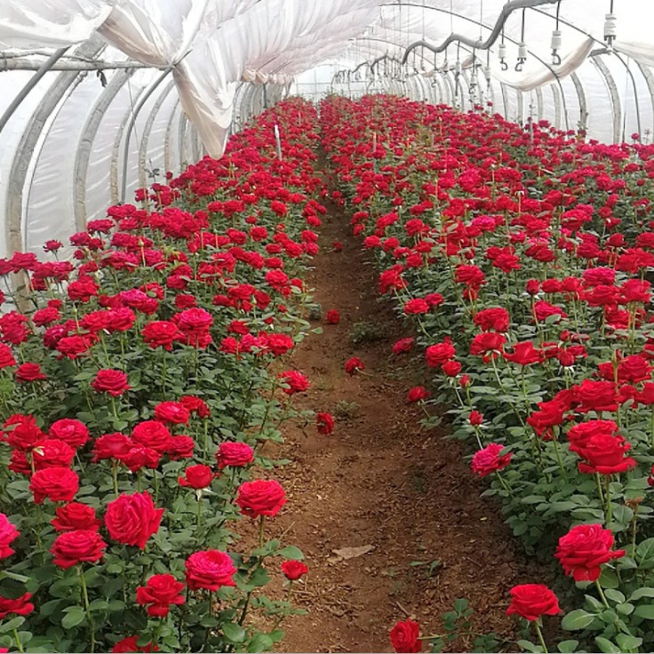 昆明剑锋法国红玫瑰苗长期销售 剑锋法国红玫瑰苗价格