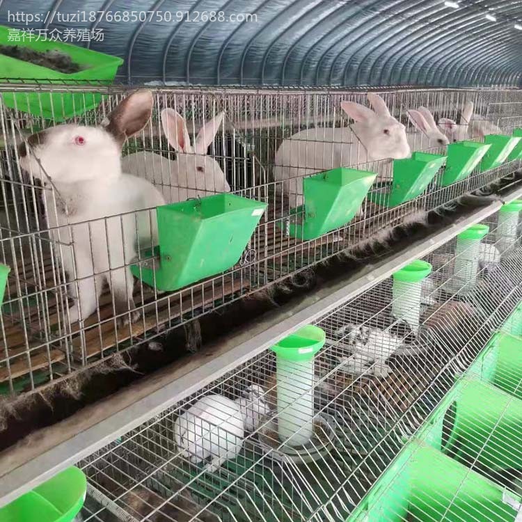 公羊兔子养殖场 养殖公羊兔 公羊兔小兔子 公羊兔一只价格图片