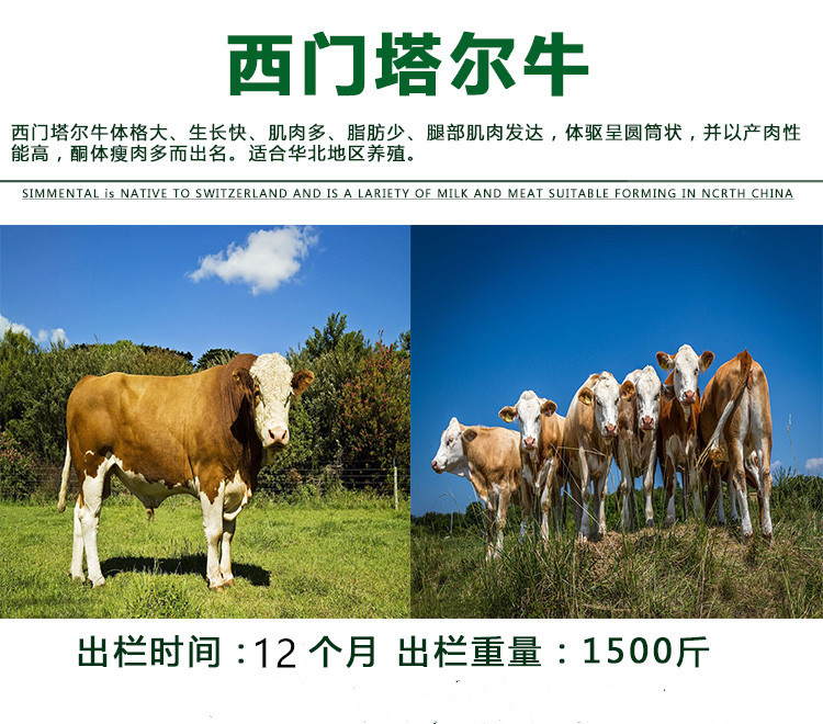 西门塔尔牛种苗价格 通凯畜牧 安徽西门塔尔牛苗价格 品种长势快示例图2