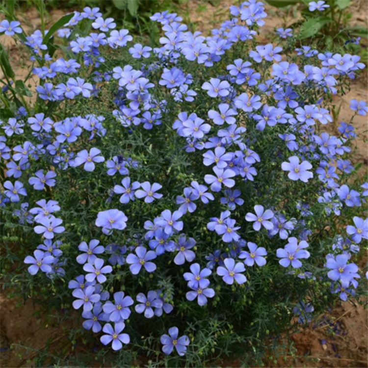 蓝花亚麻种子耐寒耐阴春秋播种多年生园林室外景观花坛庭院花种子图片
