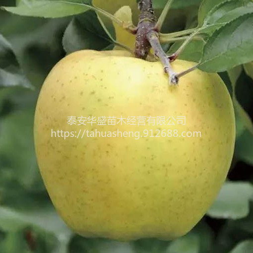 冰糖心苹果抗病耐寒瑞雪苹果苗品种纯正，提供技术指导