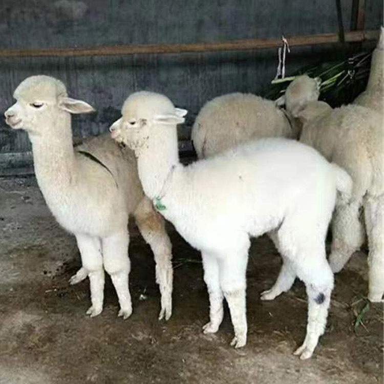 江苏羊驼养殖场 羊驼租赁 羊驼出租 景区羊驼租赁 活体小羊驼图片