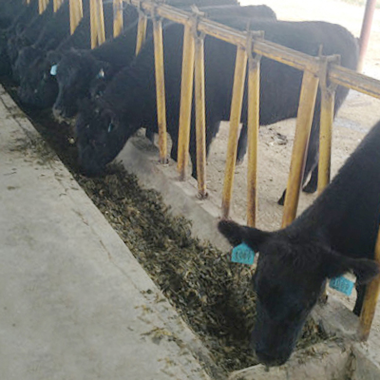基地出安格斯牛 肉牛养殖技术 安格斯牛犊养殖场 鼎荣 批发便宜