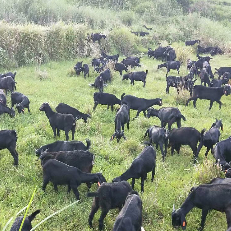 买黑山羊苗 努比亚黑山羊的优缺点 黑山羊出售 现代 常年批发