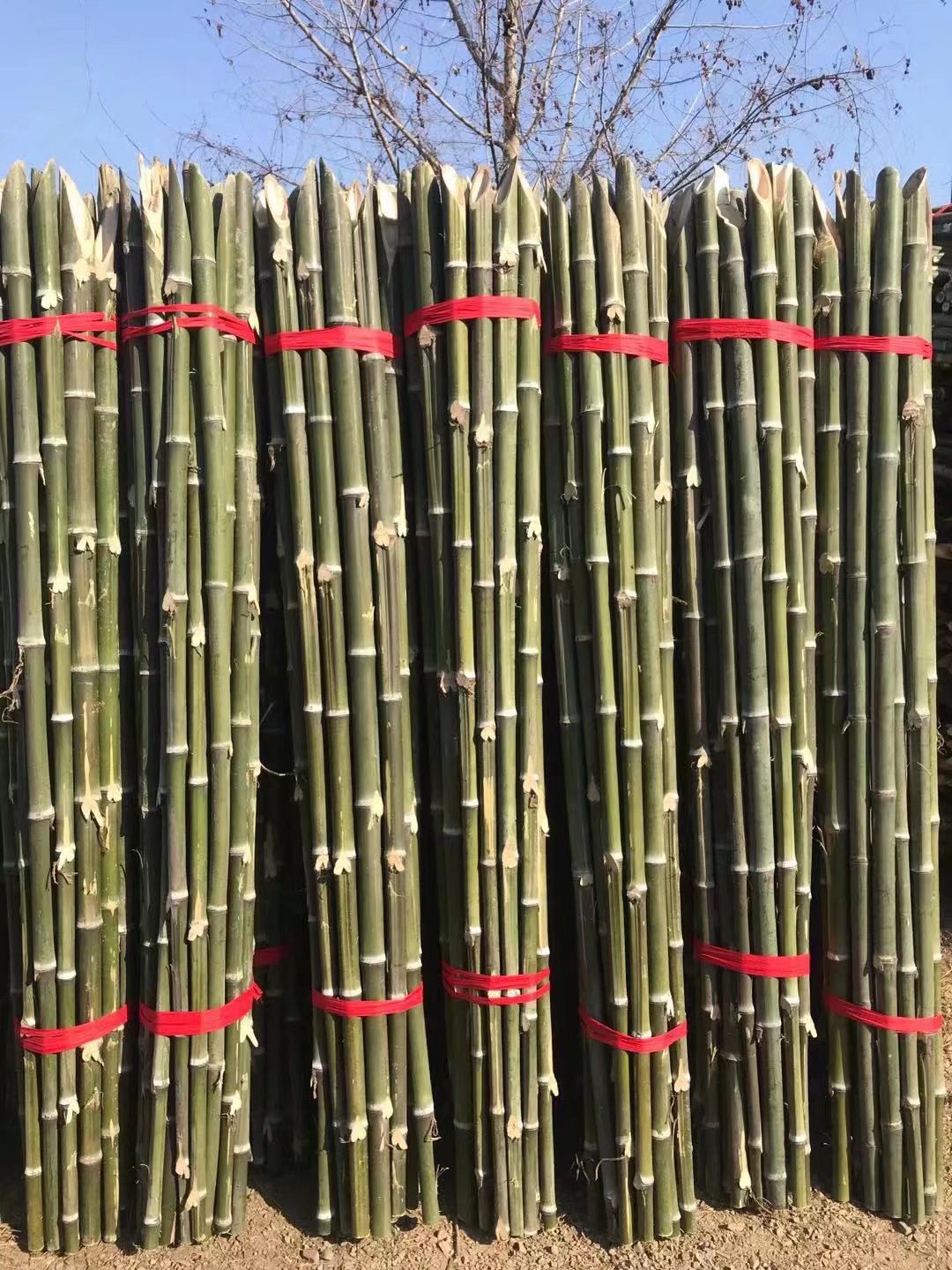批发新鲜竹梢绿化支撑竹竿农业用小竹杆菜架竹楠竹