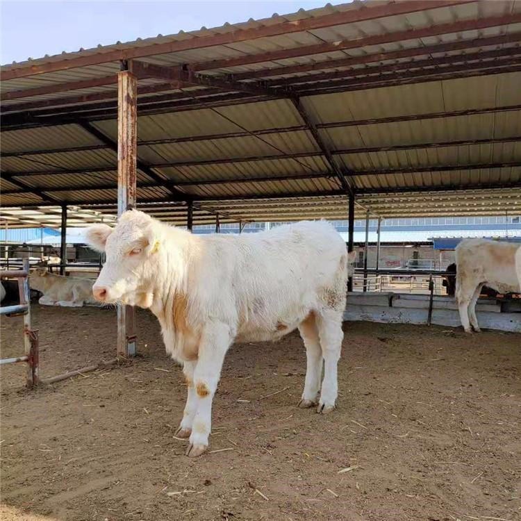夏洛莱牛价格 2023年鲁西黄牛养殖前景 通凯 纯种夏洛莱牛小牛犊图片