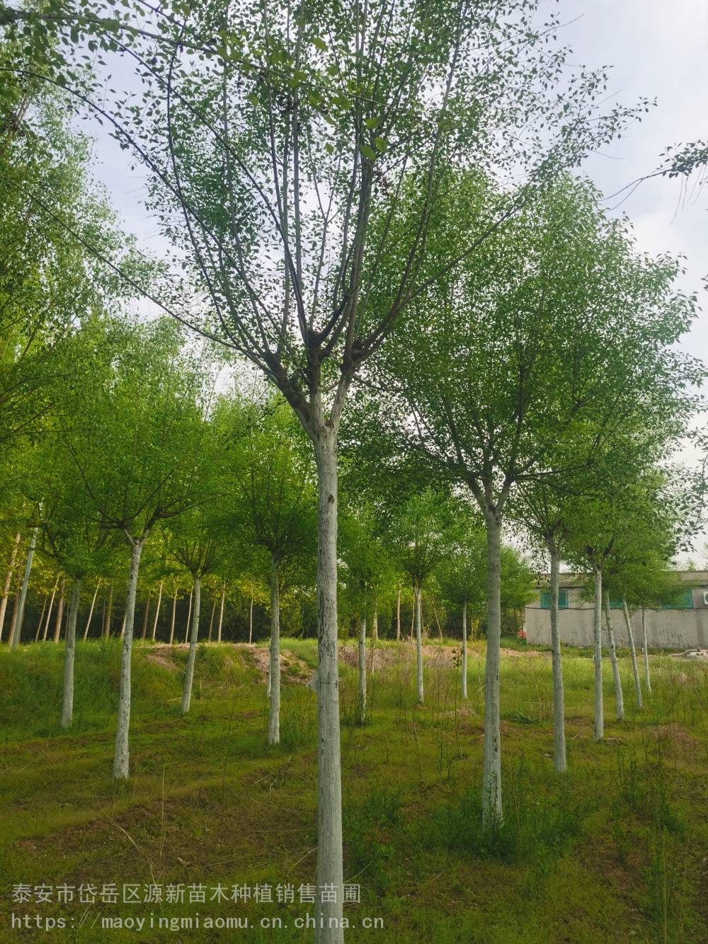 丝绵木树苗供应优质绿化工程苗木 庭院园林种植丝棉木