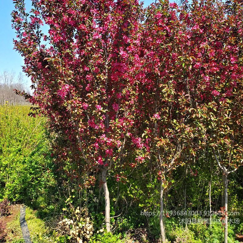 海棠树苗 北美海棠行情 2-8公分红叶海棠基地 落叶花灌木出售