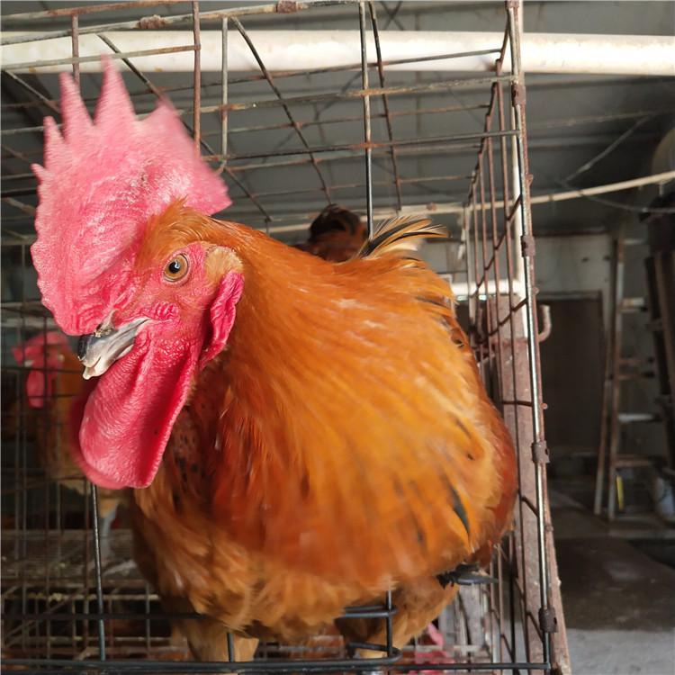 肉苗红玉鸡价格 特种珍禽养殖种苗 出售活体九斤红鸡苗 鼎荣 价格实惠