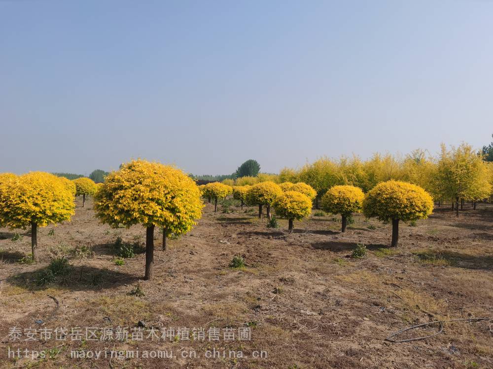 绿化金叶榆球 树形美观耐寒耐旱规格齐全小区改造