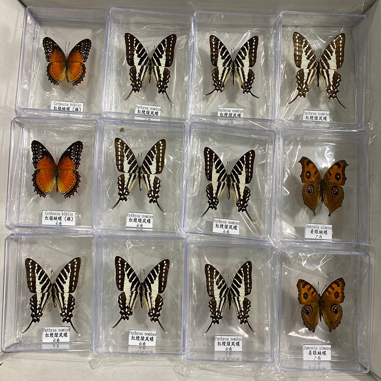 蝴蝶标本100种展示教学  昆虫实物标本  天然材质 实验室教学标本 建设标本馆图片