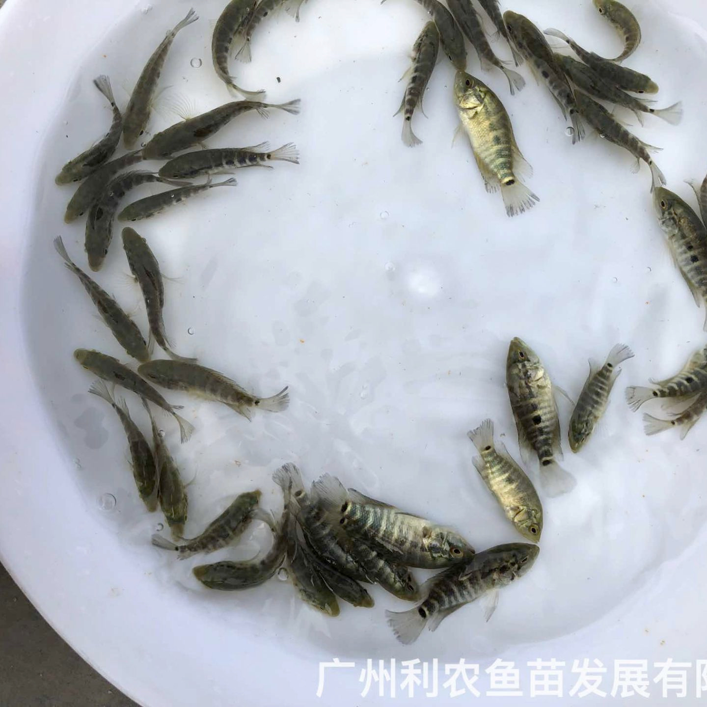 广东怀集淡水花斑鱼苗出售广东惠州石斑鱼苗批发价格