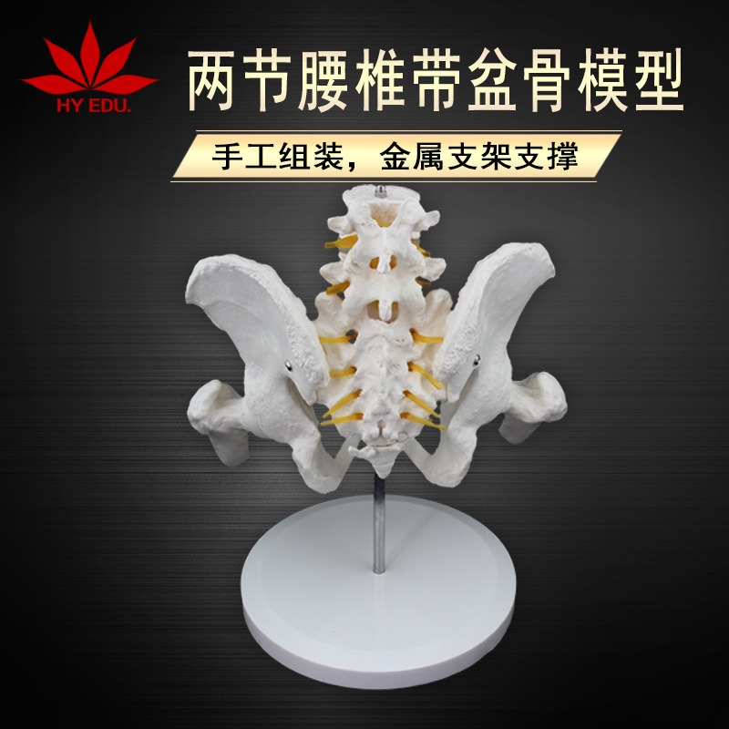 骨骼模型 2节腰椎带骨盆腿骨模型 真实展示 医用教学模型图片