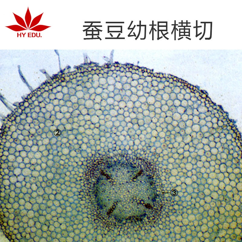 植物类标本  蚕豆幼根横切  显微镜玻片 生物切片 高教教学图片