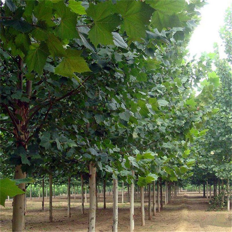 基地直销法国梧桐树批发绿化工程树木6公分10公分规格全