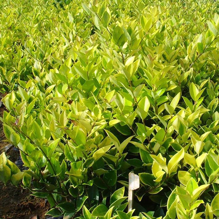 先淼园林 60-80公分金森女贞球 庭院绿化用苗喜光耐修剪 根系发达小苗