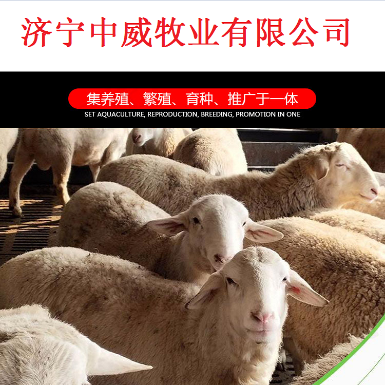 改良小尾寒羊母羊 羊羔 繁殖力强 采食性广 多胎多羔 中威盛养殖示例图1