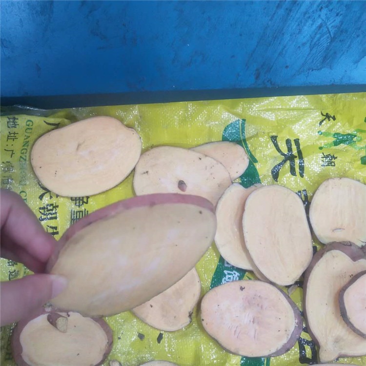 小型生姜切片机 山东锦盛供应销售萝卜藕片削片设备图片