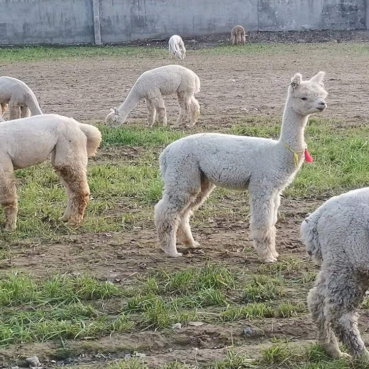 贵州羊驼出租厂家 湖北出售羊驼的厂家 甘肃羊驼养殖场